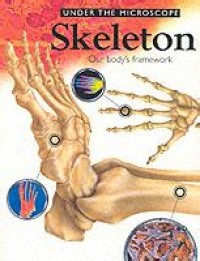 Skeleton: Our Body's Framework