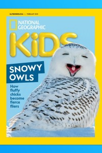 Snowy Owls: How Fluffy Chicks Become Fierce Fliers